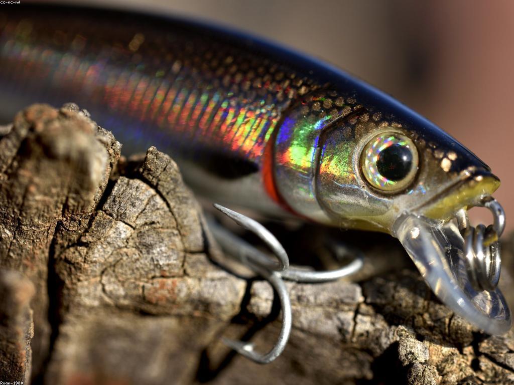 គន្លឹះសម្រាប់ការបាញ់ត្រីសម្រាប់អ្នកចាប់ត្រីថ្មី