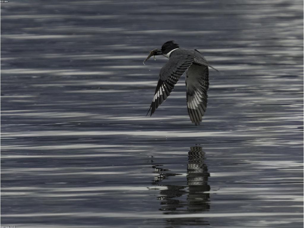 ការប្រកួតបាញ់ត្រី: យុទ្ធសាស្រ្ត និងគន្លឹះសម្រាប់ការឈ្នះ