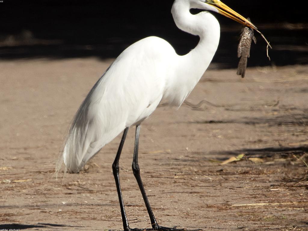 គន្លឹះសម្រាប់ការបាញ់ត្រី