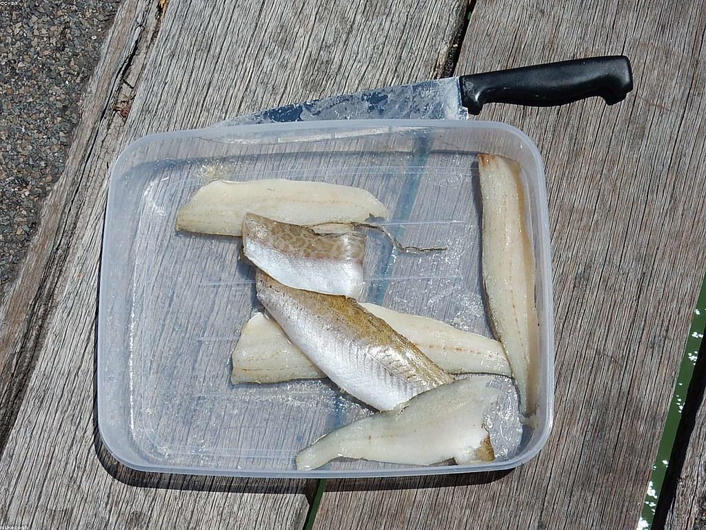 គន្លឹះនិងយុទ្ធសាស្រ្តសម្រាប់ការប្រកួតបាញ់ត្រី